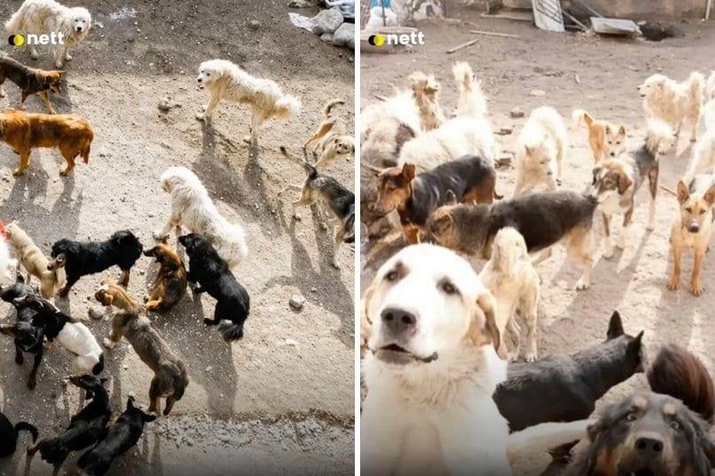 出所：<u><a href="https://www.tiktok.com/@jambidoglover/video/7652196786878024968" target="_blank">@jambidoglover</a></u>