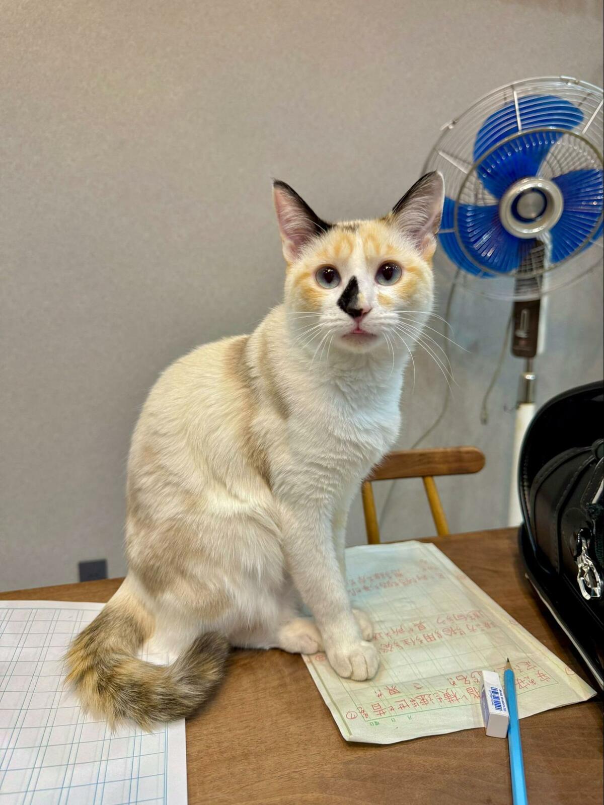 写真 | なんとなーく猫を見てみたら…… 目に飛び込んできた光景に7000