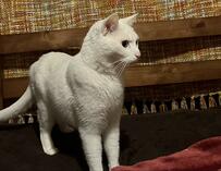 土佐犬を見て育ったせいか、白猫が…意外な事実に7000いいね