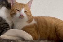 人に空き缶を投げられていた猫、保護後も宅配にビクビクだったが…先住猫の行動に心が温まる