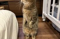 「嘘…だろ…」パパの寝相の悪さに固まる猫「そんなに悪いのw」爆笑の声！