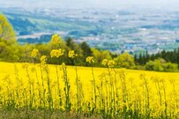 【年金一覧表】4月15日の年金支給額はいくら？60歳代・70歳代・80歳代・90歳以上「厚生年金と国民年金」平均受給月額を見る