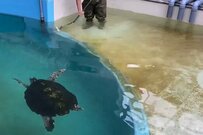 ウミガメの水槽を掃除する飼育員が話題に　ほっこりする一コマに「思わず笑ってしまった」
