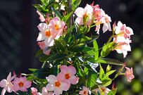 美しくて涼しいなんて最高！グリーンカーテンにおすすめ〈暑さに強いつる性植物〉3つ。今年の夏は植物を楽しみながらクールダウンできそう