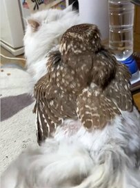 【後追いするフクロウ】「待ってや～」猫を追う姿がかわいいフクロウさん！仲良しおんぶの後の切ない展開が話題
