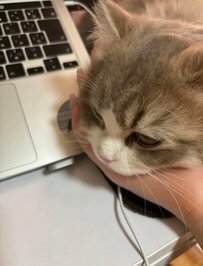 【デレデレ猫】甘え上手な猫ちゃんが話題！作戦勝ちで飼い主さんもデレデレ！？