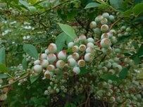 わが家の庭に植えてよかった！果樹「ブルーベリー」植えっぱなしで毎年たくさん収穫！栽培のコツも紹介します！