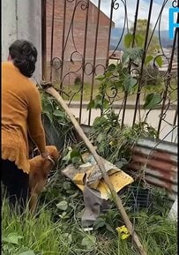病気を理由に見捨てられた犬、鼻の腫瘍と傷ついた目に立ち向かい「二度目のチャンス」を掴む