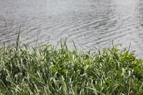 福井県でファンキーなアオサギを撮影　ロックスターのような衝撃姿に「紅白のトリ？」「成人式なのかな」