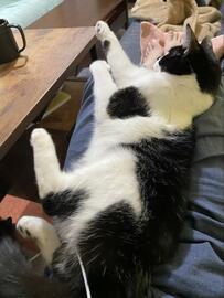 飼い主の膝の上を満喫していた猫　「撮るよ」と言ったら…？嬉しい反応にホッコリ