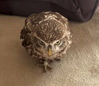 「待て」ができるフクロウ！真剣な眼差しとまん丸お顔のギャップに癒されます