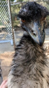 動物園で「エミュー」に気に入られた女性　求愛行動の可愛さに「愛情いっぱいの迫りよう」