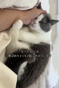 【こんなにかわいいのは反則でしょ】話しかけずにいられない猫ちゃんにSNSユーザーにメロメロ