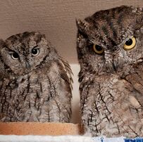 【仲良しフクロウ】2羽で並んだ姿が可愛い！と思いきや…意外な距離感が隠れてる！？