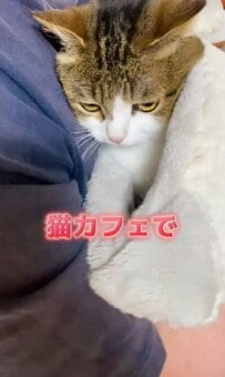 【ヘソ曲げ猫ちゃん】猫カフェ帰りの飼い主さん……帰宅後の飼い猫ちゃんの行動に思わず二度見