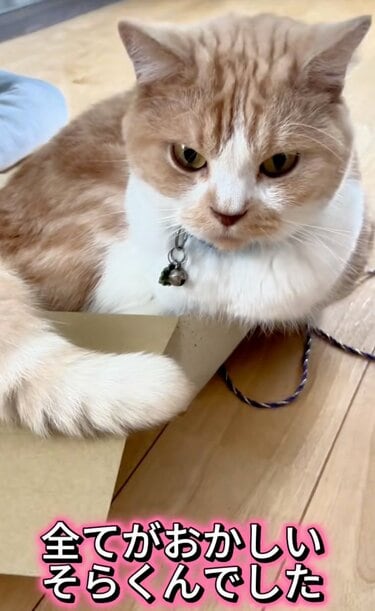 なぜ】“サイズ感が間違っている猫”がSNSで反響。「自分の体をわかっ