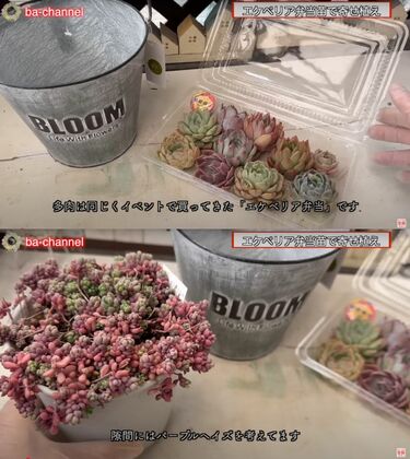エケベリアの多肉弁当】パックに入った多肉植物をおしゃれな寄せ植えに