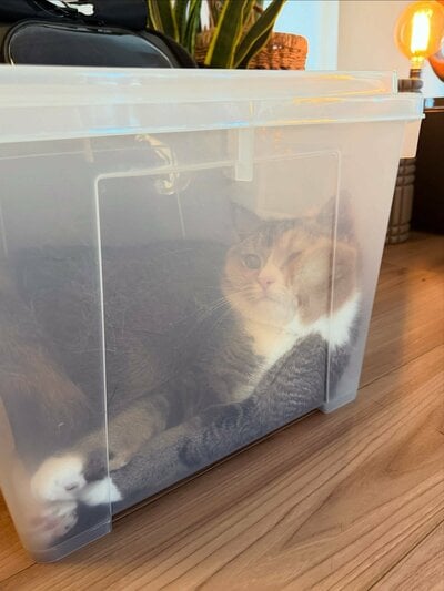 「内見0秒でご入居」した猫さん