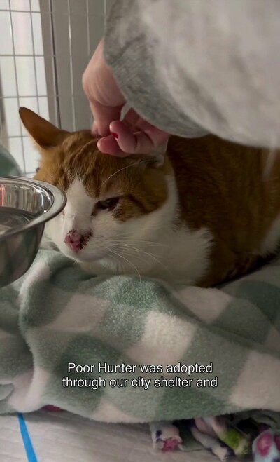 人の手で頭をなでられ、目を細めるハンター