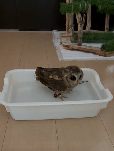 投稿動画のワンシーン