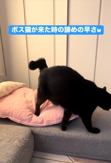 投稿の画像