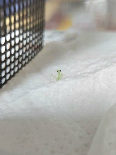 目を凝らして見ると&hellip;