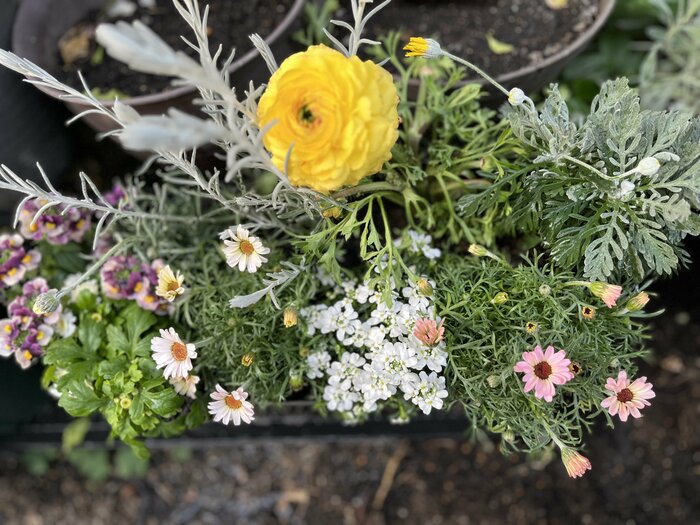 黄色のラナンキュラスを主役に、白とピンクのローダンセマムなどを配した春の寄せ植え
