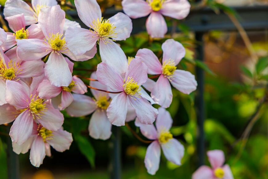 nnattalli/shutterstock.com