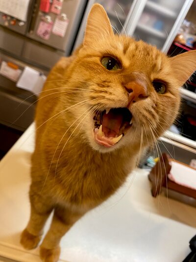 出所：@Adonis_Beginner