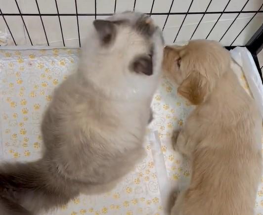 出所：@pu_channeldesu