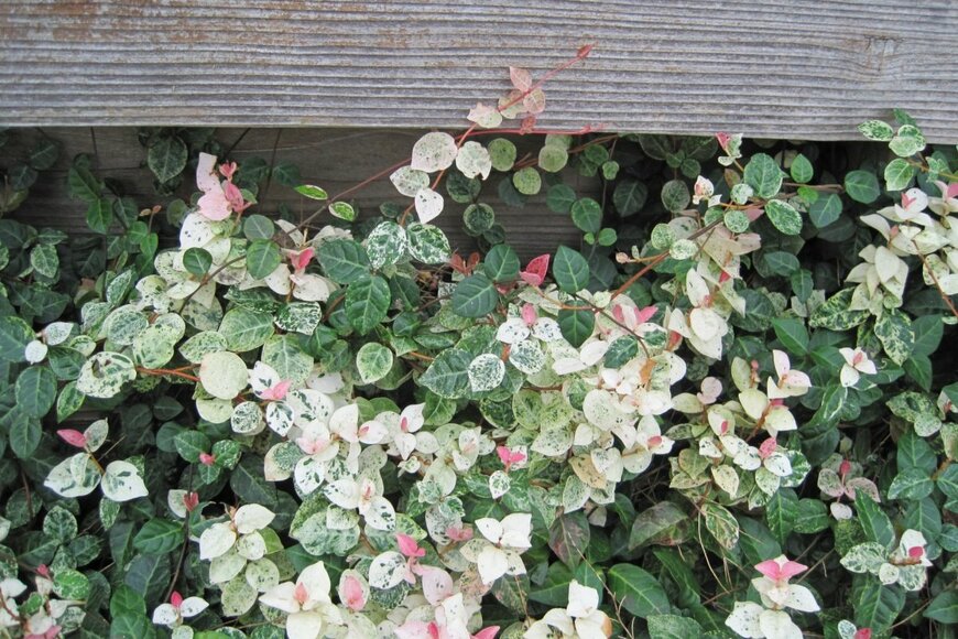 meiko_KODAKA/shutterstock.com