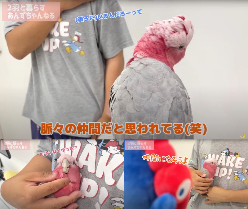 出所：@anz_omomiri