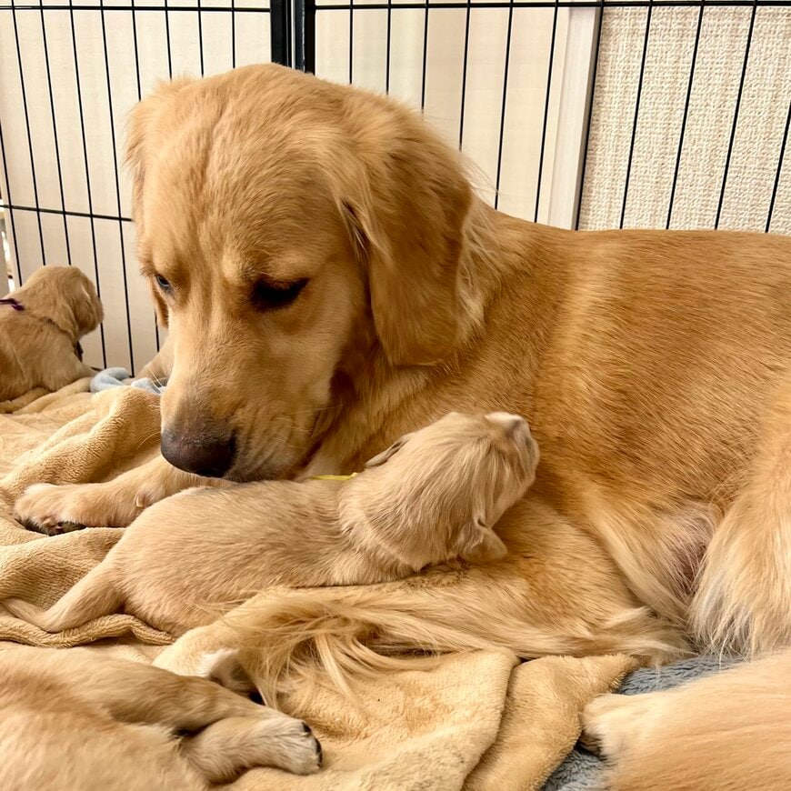 出所：@pu_channeldesu