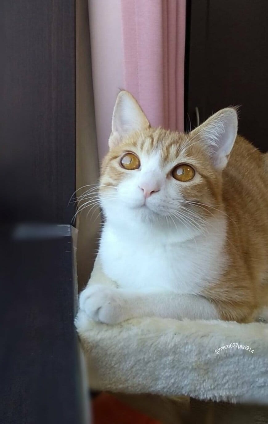 出所：@mero627puri914