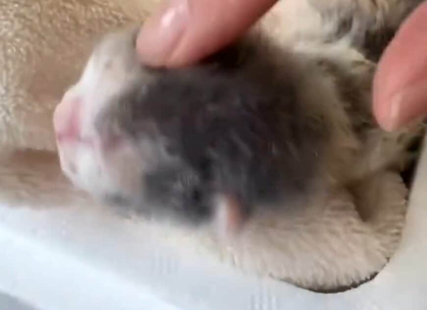 出所：@omochi_nam01