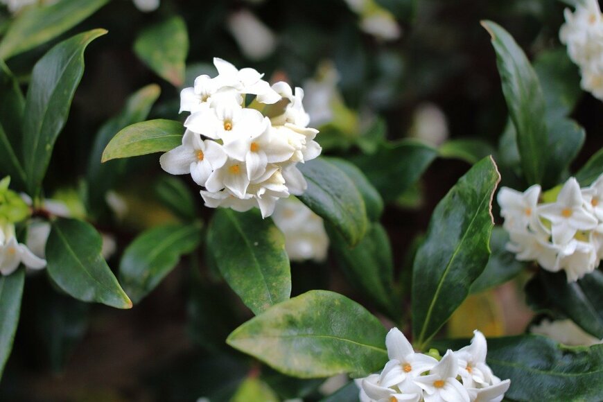 ジンチョウゲ　KoA383/istockphoto.com