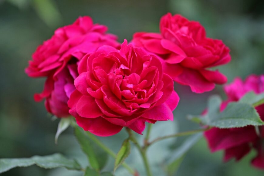 Alex Manders/shutterstock.com