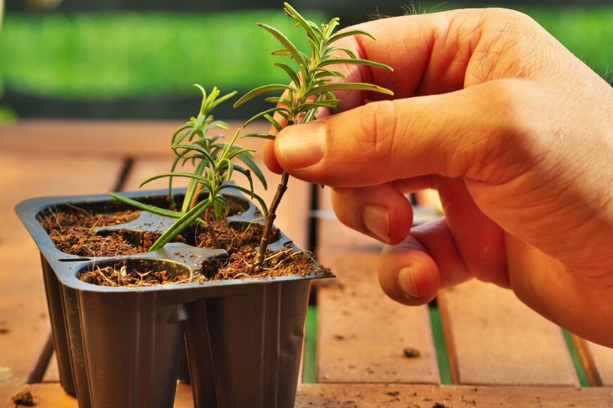 Floki/shutterstock.com