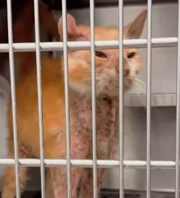 「ちゃんと歩けない」「皮膚も毛もボロボロ」シェルターを追われ、骨と皮になった猫、見違えるような毛並みの現在に胸が熱くなる