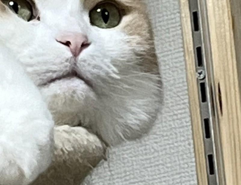 出所：@torotolo106106