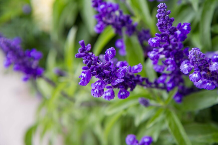 Aleksandra Duda/shutterstock.com