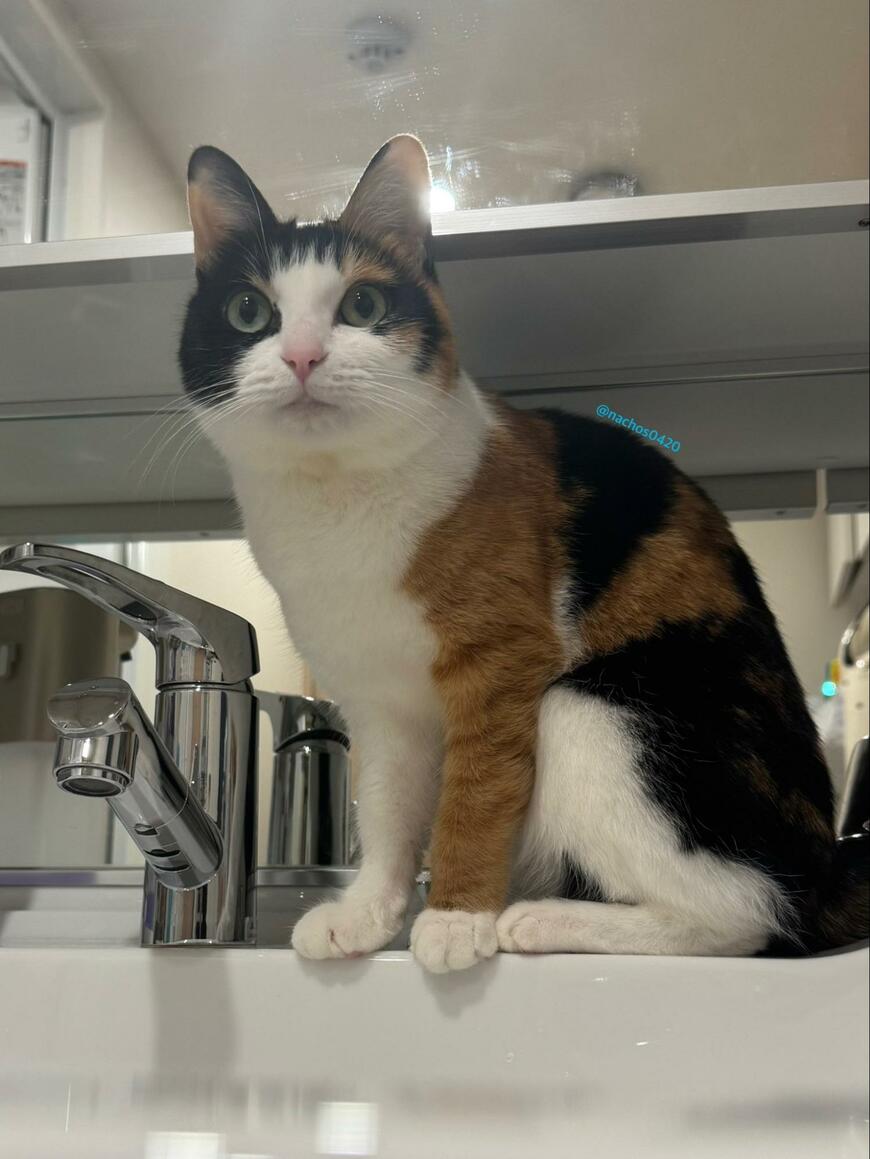 出所：@nachos0420