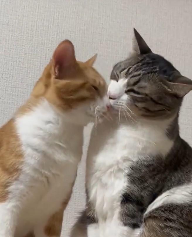 出所：@Neko2Obasan