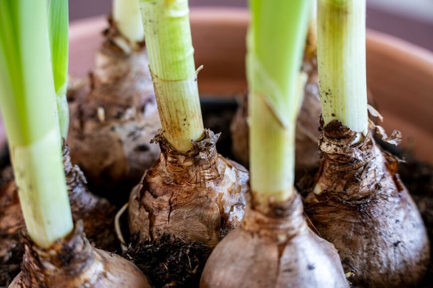 tolobalaguer.com/shutterstock.com