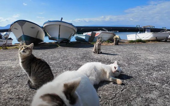 出所：@ImpressedCatVideo