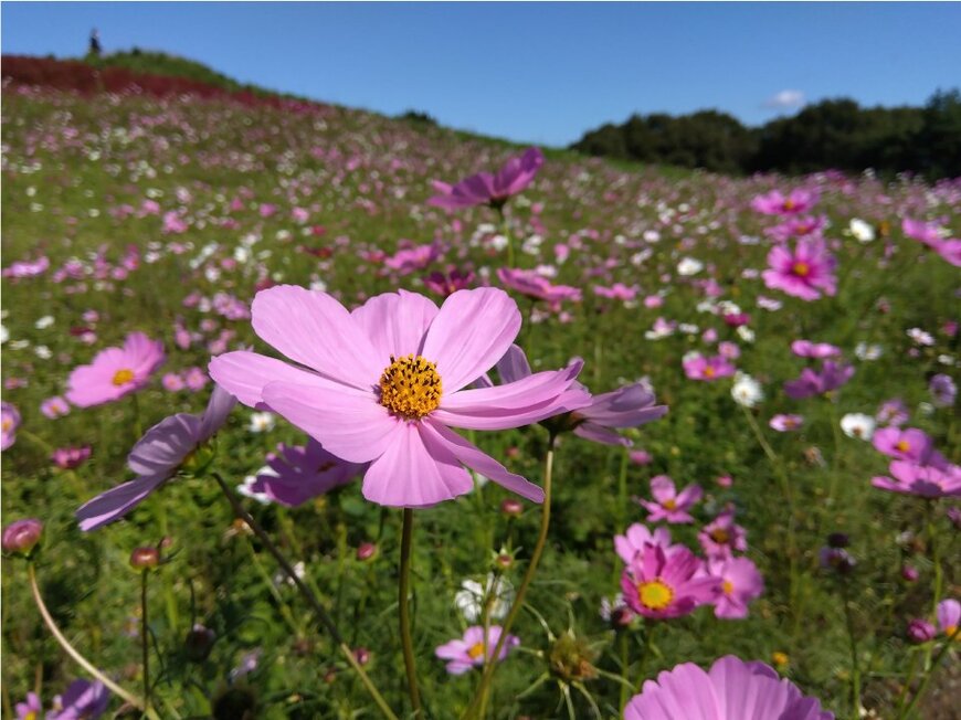 出所：シャープ「AQUOS wish」