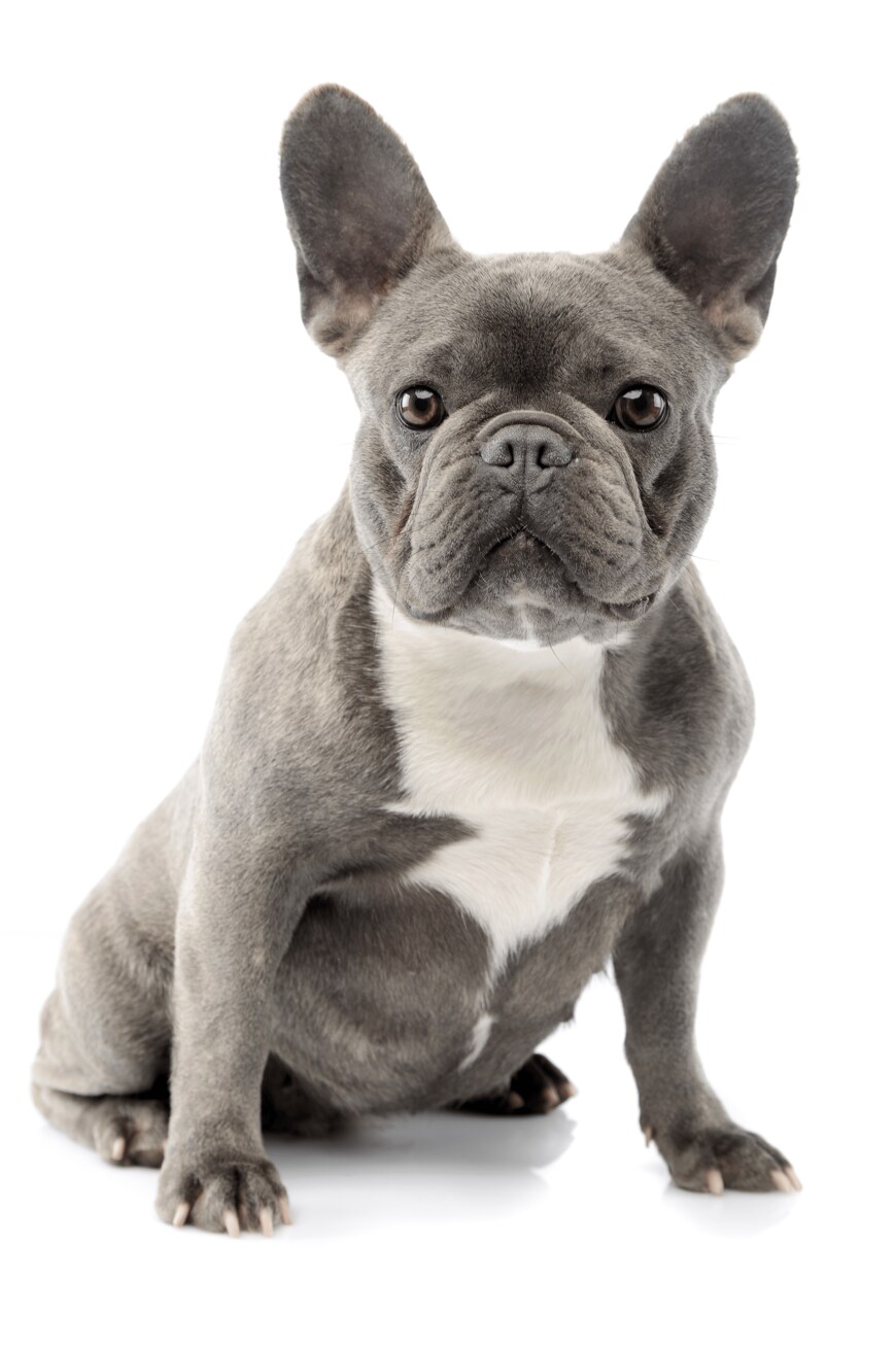 Csanad Kiss/shutterstock.com