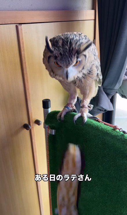 出所：@ba_chantolatte