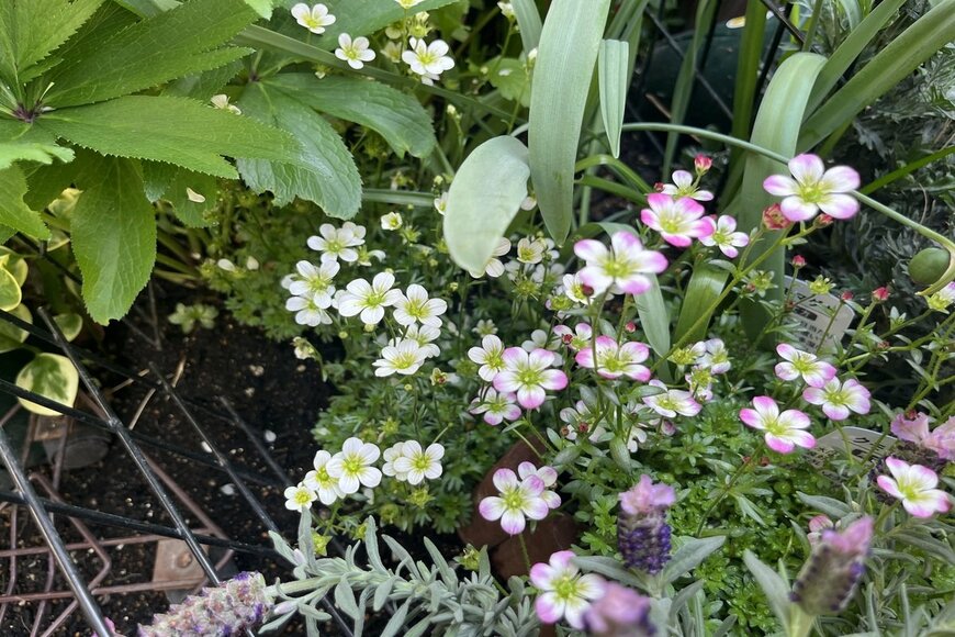 LIMOガーデニング部撮影