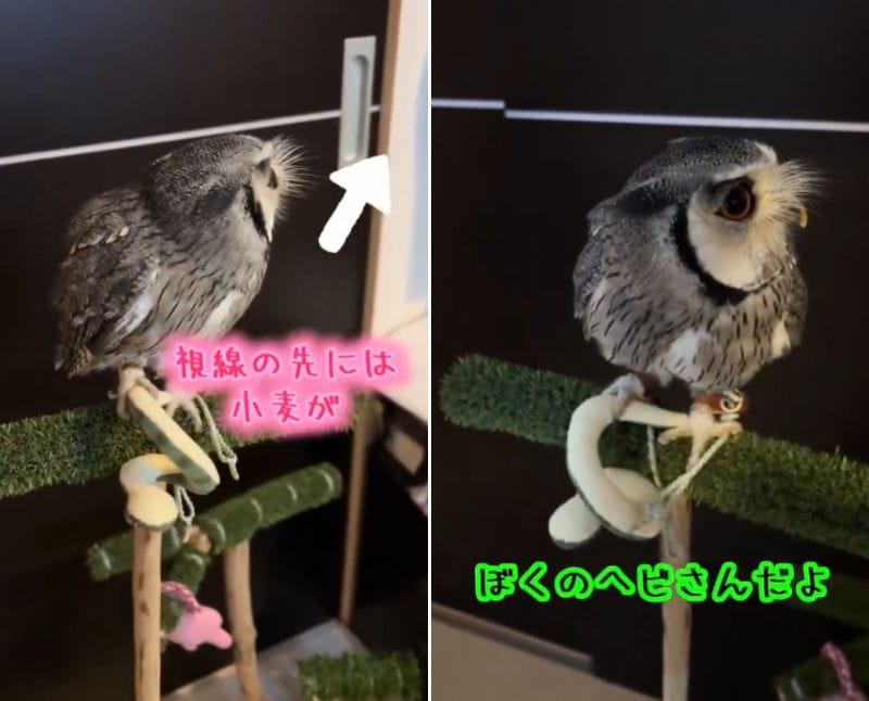 出所：@purinon2929k